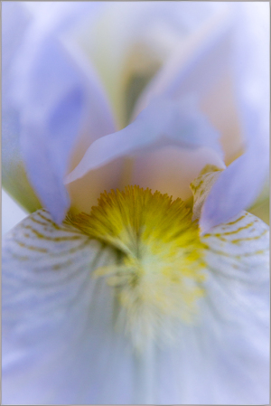 A close-up of a delicate iris flower with soft lavender petals and a golden center.