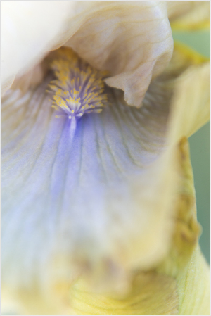 Iris "Art Of Raphael" close up details at Presby Iris Garden
