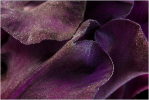 Iris "Old Black Magic" close up detail