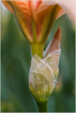 Iris "Paradise Pink" at Presby Iris Garden