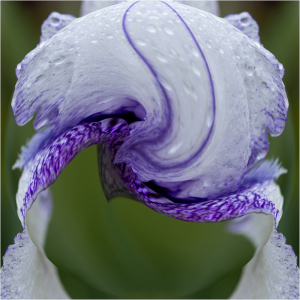 Distorted - Iris "Quetta" at Presby Iris Garden