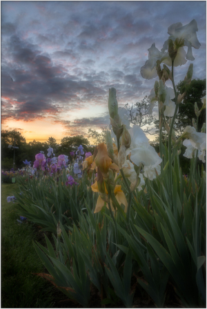 Field of iris at sunrise.