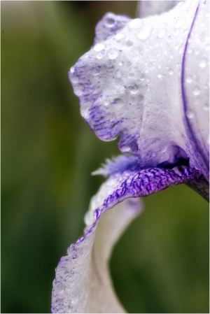 Iris "Quetta" at Presby Iris Garden