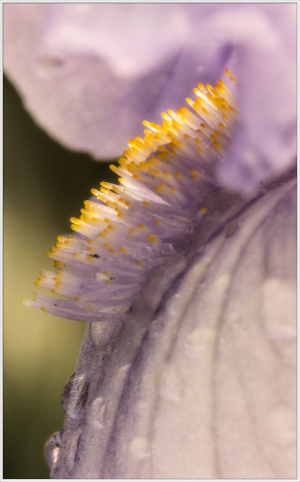 Iris macro at Presby Iris Garden