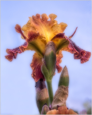 Red iris at Presby Iris Garden