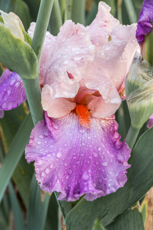 Iris