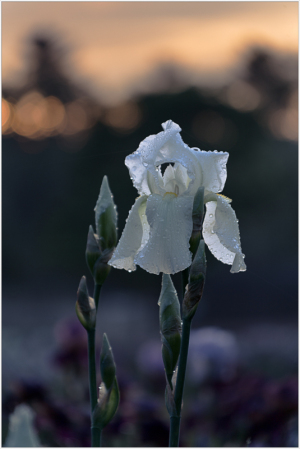Iris Immortality at Presby Gardens
