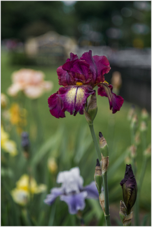 A vibrant purple iris stands tall among colorful blooms in a sunny garden.
