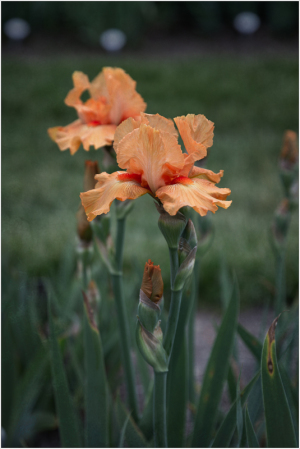 Two orange irises bloom amidst green foliage, exuding a soft, ethereal glow.