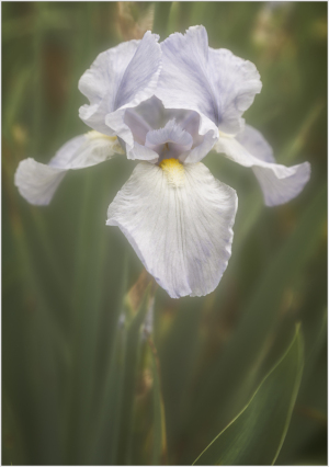A delicate pale iris flower stands amidst soft green foliage.