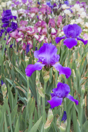 Vibrant purple irises bloom amidst a colorful display of flowers, surrounded by lush green foliage.