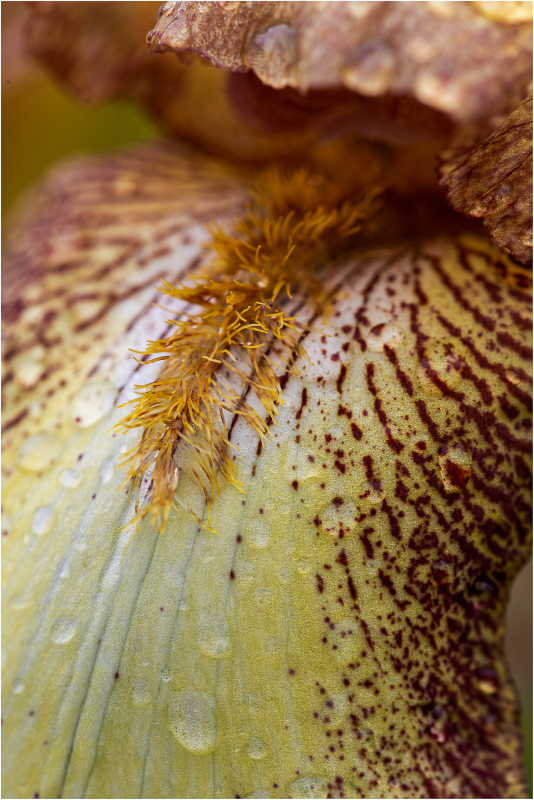 Iris "Balmung" at Presby Iris Garden