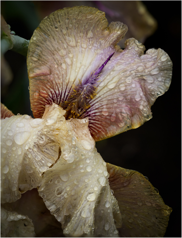 Iris "Thornbird" at Presby Iris Garden
