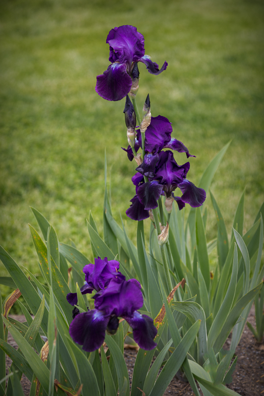 A cluster of vibrant purple irises standing tall among green foliage.