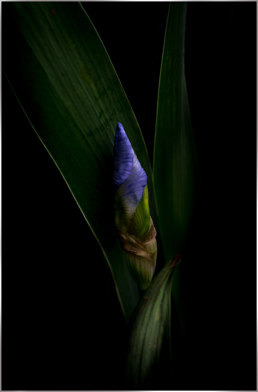 A solitary iris bud emerges from dark green leaves, hinting at blooming beauty.