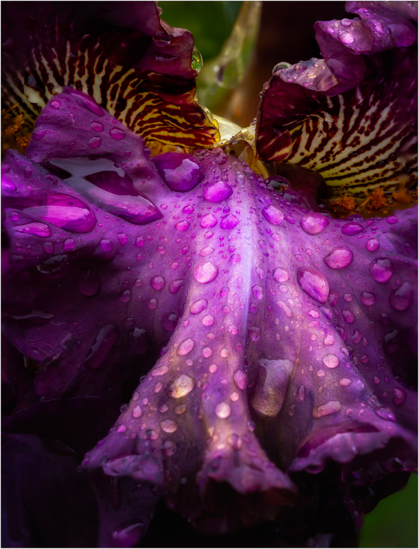 Iris "Creature of the Night" at Presby Iris Gardens
