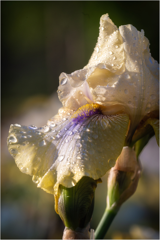 Iris Art of Raphael at Presby Iris Garden
