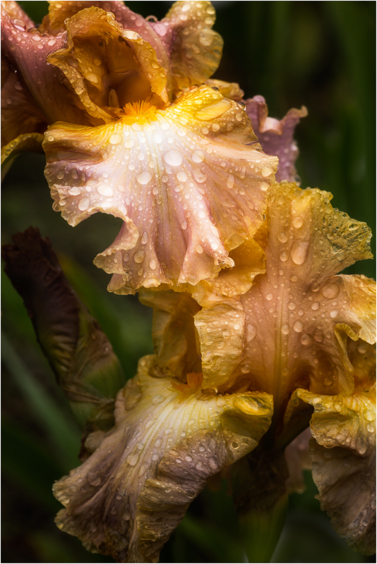 Iris named Sheer Poetry at Presby Iris Gardens