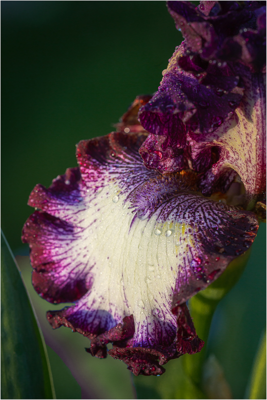 Iris Come and Dance at Presby Iris Garden