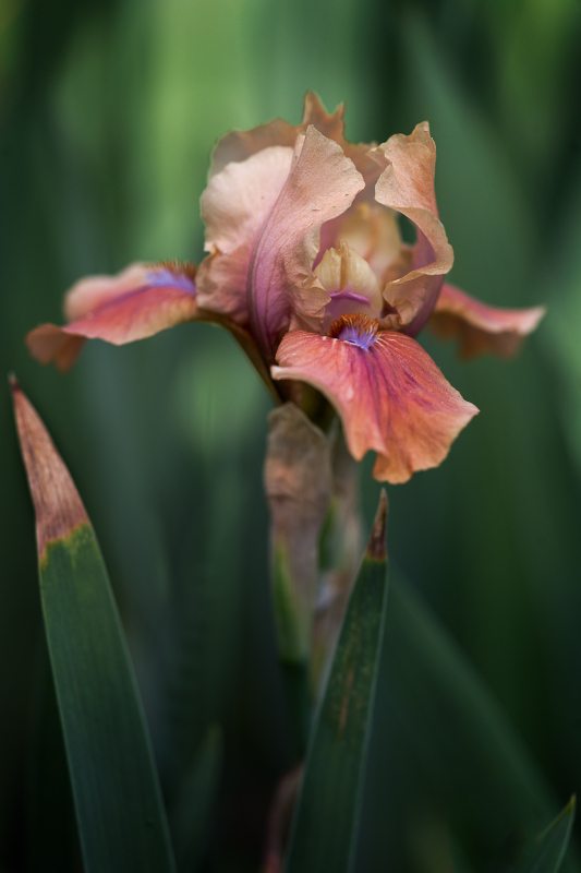 Iris Rust Never Sleeps at Presby Iris Garden