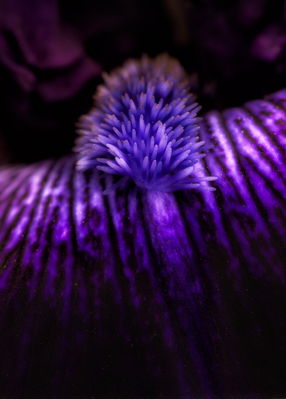 Iris Hollywood Nights at Presby Iris Gardens