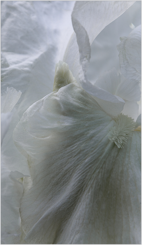 Iris "Citadel" in high key