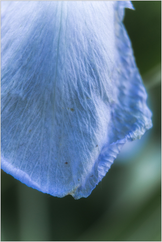 A delicate blue petal glimmers softly, kissed by the whisper of twilight.