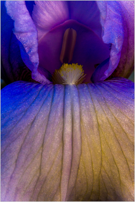 Iris "Youth Dew"at Presby with some saturation and detail effects.