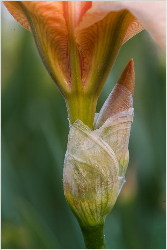Iris "Paradise Pink" at Presby Iris Garden