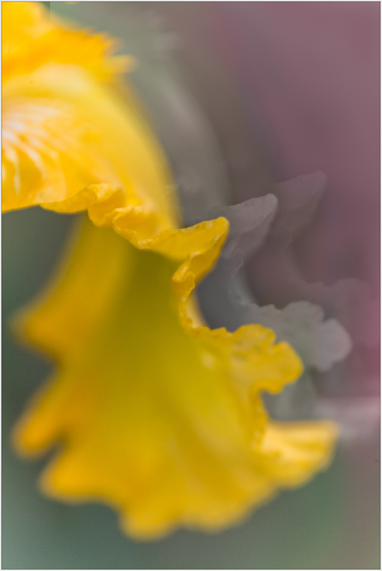 Iris named "Well Endowed" at Presby Iris Garden