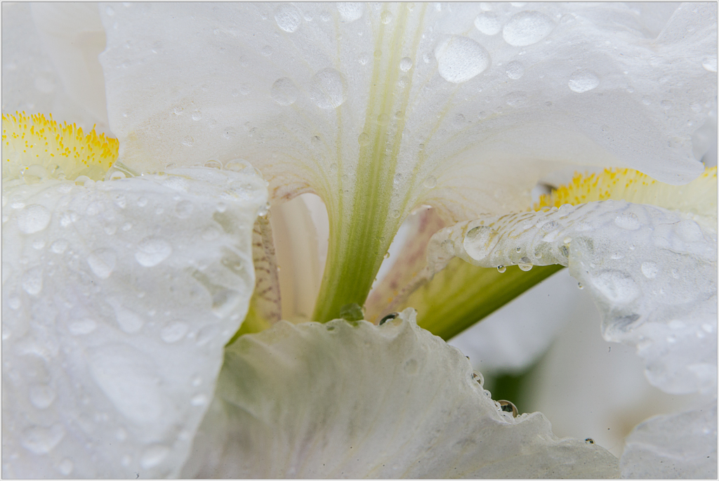Iris "Immortality" close up with rain drops