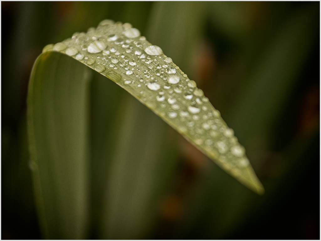 Morning dew on iris.