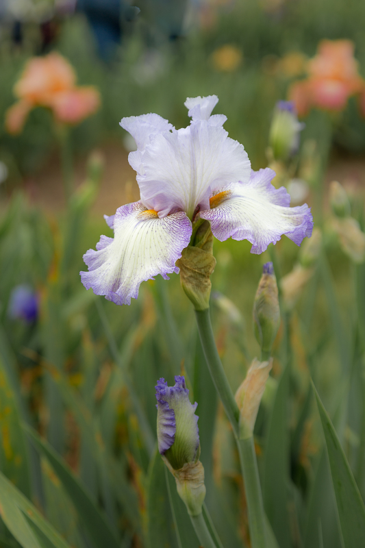 A vibrant iris flower with purple and white petals stands tall among green leaves.