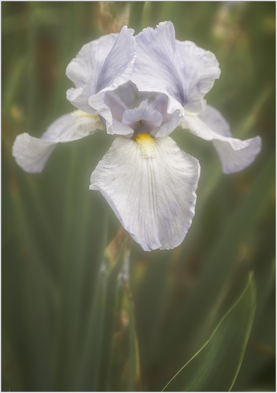 A delicate pale iris flower stands amidst soft green foliage.