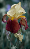 Iris "Accent" at Presby Iris Garden