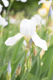 A striking white iris blooms amidst green foliage, ready for its close-up.