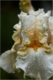 Iris "Crystal Glitters" at Presby Iris Gardens