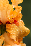 Iris "Maid of Orange" at Presby Iris Garden