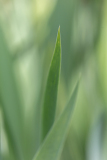 Iris leaf