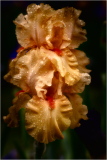 Iris "Celtic Glory" at Presby Iris Garden