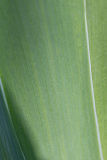 Iris leaves