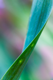 Iris leaf twisted