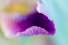 Iris Beowulf at Presby Iris Garden