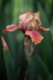 Iris Rust Never Sleeps at Presby Iris Garden
