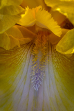 Iris Irish Gold at Presby Iris Garden