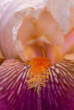 Iris Gay Geisha, at Presby Iris Garden