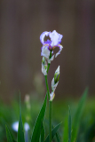 Iris Swerti