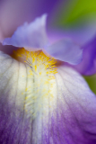 Iris Orloff at Presby Iris Garden