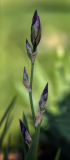Iris King's Jester at Presby Iris Gardens