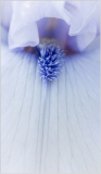 iris"Song Of Norway"at Presby Iris Garden
